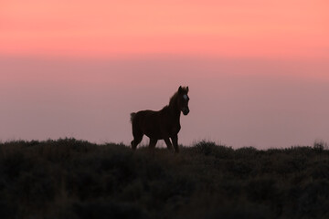 Wild Horse Silhouetted at Sunset in the Wyoming Desert