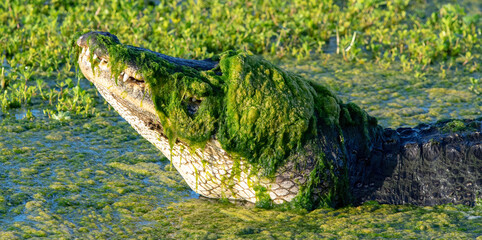 american alligator (Alligator mississippiensis) with green algae toupee covering head and eyes, teeth visible