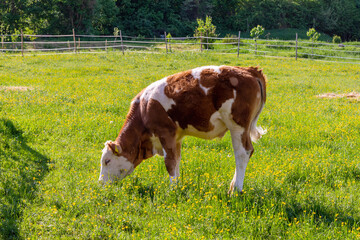 Young cow or calf grazing
