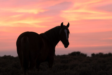 Wild Horse Silhouetted at Sunset in the Wyoming Desert