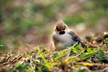 地面に舞い降りた美しいヒレンジャク（2021年3月　群馬で撮影）

