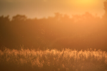 Sonnenuntergang über einem Getreidefeld