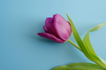 light easter background with pink or purple tulip. spring March flower. bud, petals, stamens, and green leaves. space for text