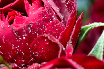 Small buds of red roses with water drops