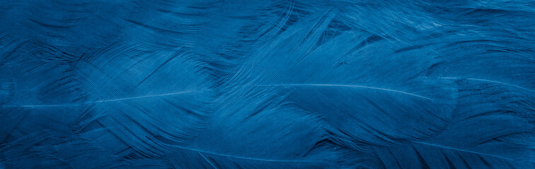 macro photo of blue hen feathers. background or textura