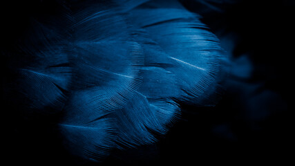 macro photo of blue hen feathers. background or textura