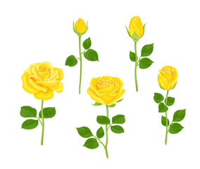 Set of yellow roses of different shapes. Vector illustration of blooming flowers and buds with stems and green leaves in cartoon flat style. Floral collection.