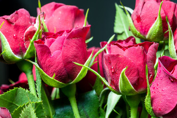 Small buds of red roses with water drops