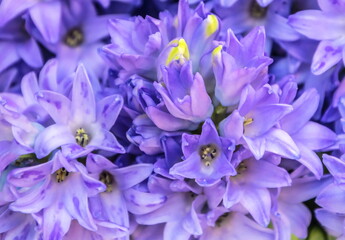 Delicate lilac flowers of hyacinths