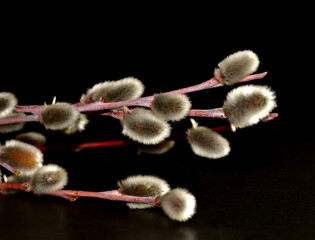 willow branches on dark background. symbol of spring and Easter