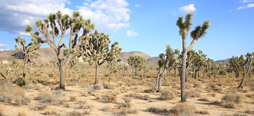 Joshua Tree National Park in California, USA