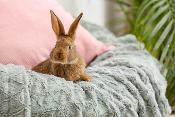 Cute rabbit on armchair in room