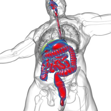 Human Digestive System Anatomy For Medical Concept 3D