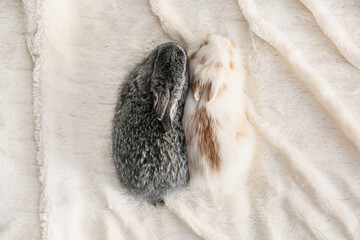 Cute fluffy rabbits on bed, top view