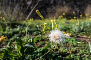 Chicory flower (Taraxacum officinale), with its characteristic fluffy and cottony shape, in a natural environment, surrounded by yellow flowers.
