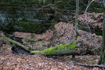 Naturschutzgebiet - Unterwegs im Spätherbst in einer naturbelassene Schlucht -  die Landgrafenschlucht bei Eisenach