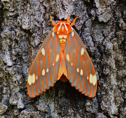 Strikingly colored giant silk moth - Regal Moth, Citheronia regalis, one of the largest butterflies or moths (Lepidoptera) of North America, on oak tree bark © Chase D’Animulls