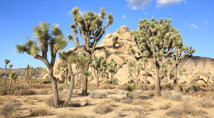 Joshua Tree National Park in California, USA