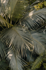 Tropical branches darkened thicket. Beautiful pattern of palm leaves. Dark green background. Botanical garden with exotic plants.