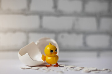White egg shell of a broken chicken egg with fragments and a hatched chicken isolated. Easter
