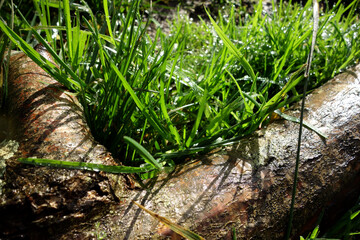 HERBES ET BRANCHE D'ARBRE 1