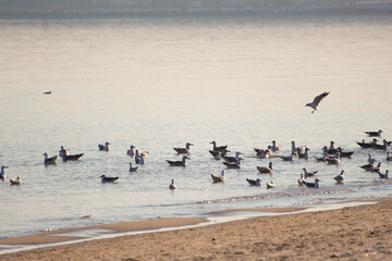 seagulls on the beach in flight over the baltic sea