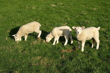 Obraz premium lambs in a field