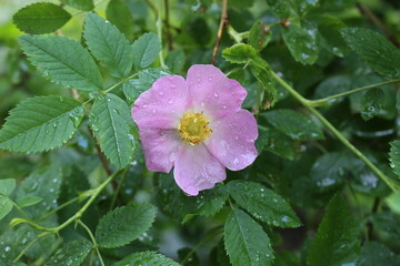 Obraz premium Drops of summer rain remained on delicate pink rose petals