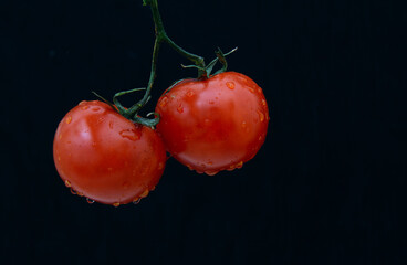On a black background, two red tomatoes on a branch in drops of water. Concept - natural products.