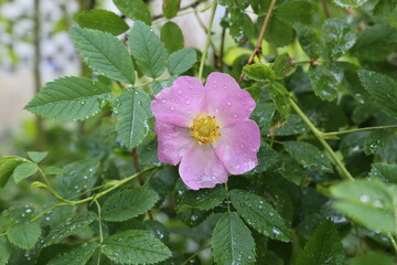 Drops of summer rain remained on delicate pink rose petals