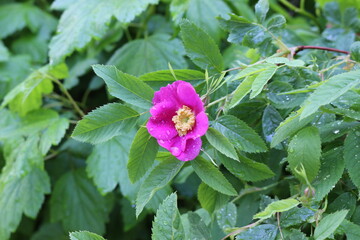 Drops of summer rain remained on delicate pink rose petals