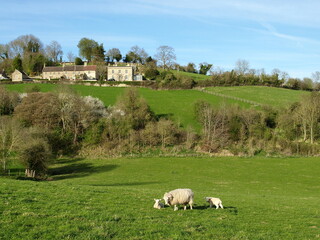 Fototapeta premium sheep in the field