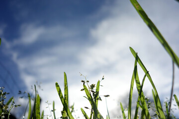 Obraz premium HERBES ET CIEL
