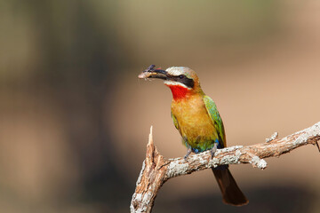 White-fronted Bee-eater (Merops bullockoides) with an insect as a prey sitting on a branch in Zimanga Game Reserve near Mkuze in South Africa