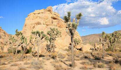 Joshua Tree National Park in California, USA