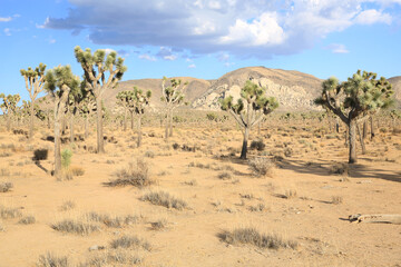 Joshua Tree National Park in California, USA