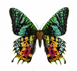 Madagascan Sunset Moth (Chrysiridia rhipheus)