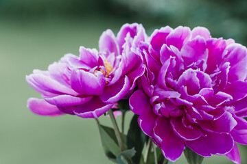 Two pink peonies with shallow depth of field lush green background