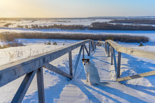 The dog sits on the stairs and admires the Irtysh River (Abalak, Russia) from the mountain at sunset. A beautiful white and yellow dog with a romantic nature. Frosty winter evening, white snow