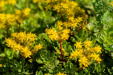 A yellow flower with green leaves. Perforate St John's-wort.