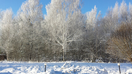 Panoramic view of the covered with frost trees in the snowdrifts. Magical winter forest. Natural landscape with beautiful sky.