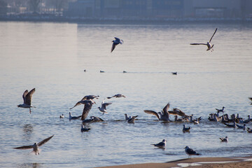 seagulls on the beach in flight over the baltic sea