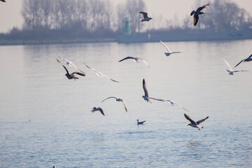 seagulls on the beach in flight over the baltic sea