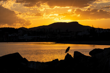 silhouette of bird and rocks on the seashore at sunset, mountains in the background, sky with golden clouds