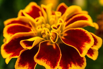 Spring marigold flower closeup, red, orange and yellow colors - 419670772