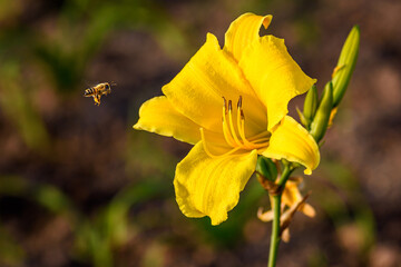 Bee landing on yellow lily on a defocused background - 419670938