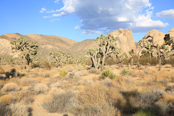 Naklejka premium Joshua Tree National Park in California, USA