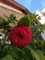 Camelia
