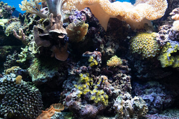 Obraz na płótnie Canvas Tropical Exotic Aquarium fish close-up.