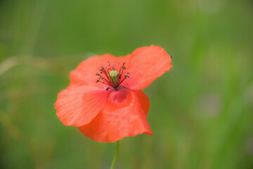 Eine rote Klatschmohnbl&uuml;te 